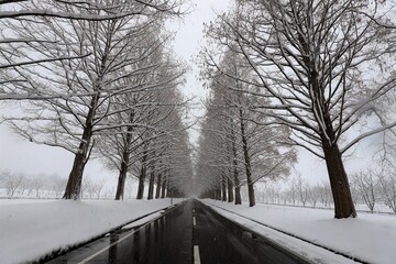 雪景色のメタセコイア並木
