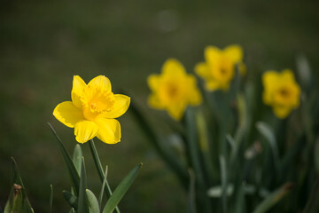 Obraz premium Closeup of yellow daffodils flowers in a public garden