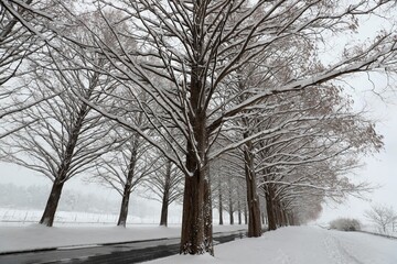 Fototapeta na wymiar 雪景色のメタセコイア並木