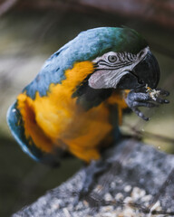 blue and yellow macaw