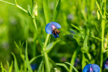 The leaves slightly brighter green called Lathyrus nissolia on bee