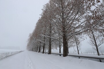 雪景色のメタセコイア並木
