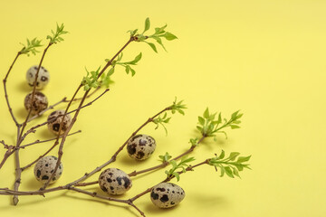 Decorative composition - quail eggs and a spring branch on a delicate yellow background. The concept of celebrating Easter, greeting card, dietary nutrition. Top view, flatly.