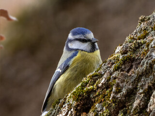 Blue tit