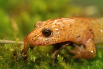 Closeup of the head of a spring salamander, Gyrinophilus porphyriticus on green moss