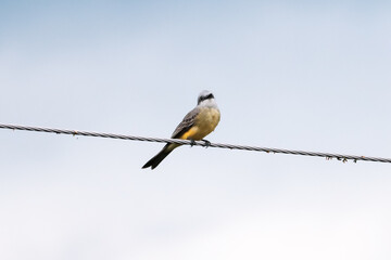 a bird