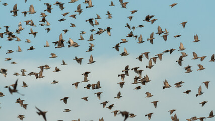 A flock of starling birds in flight against the sky