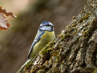 Blue tit