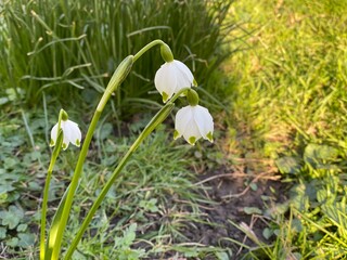 White spring snowdrops. Snowdrops field. Galanthus nivalis. Snowdrop spring flowers. Snowdrop or Galanthus. Spring flower snowdrop is the first flower in the end of winter and the beginning of spring.