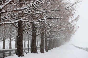 雪景色のメタセコイヤ並木
