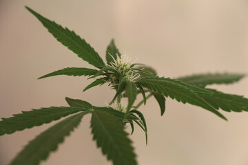 close up of hemp leaf