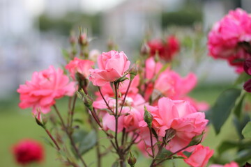 pink flowers in the garden .  Pink rosebud and roses in the park .  Roses in the park