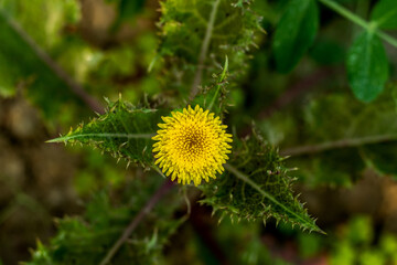 Rough milk thistle flowered, thistle-like plants in the genus Sonchus