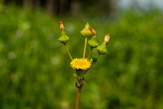 Cichorieae Bilder Durchsuchen 447 Archivfotos, und