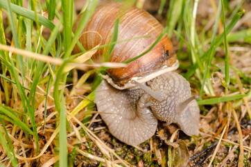 Large grape snail crawling on green leaves with dew drops.