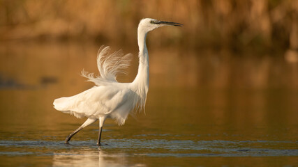 Little heron Egretta garzetta on the lake. Close up