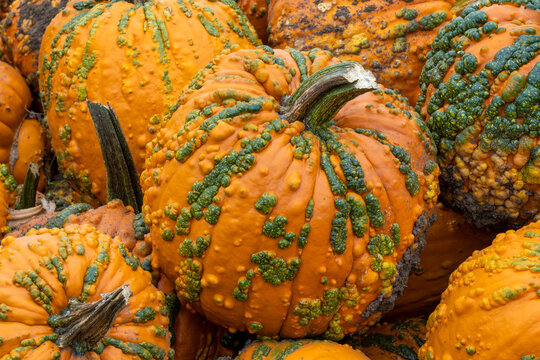 A closeup image of weird, warty pumpkins