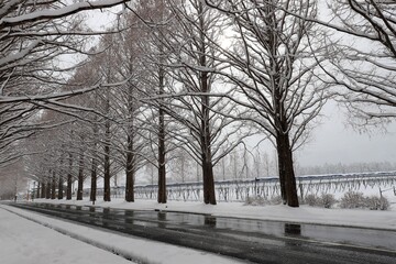 雪景色のメタセコイヤ並木
