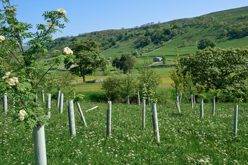 Fototapeta na wymiar Yorkshire valley looking through young saplin trees at the edge of a field. A traditional stone built barn can be seen on the opposite side of the valley on this summers day.
