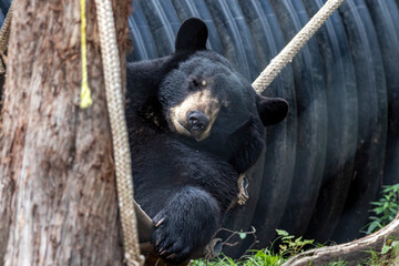 Miller Zoo, Frampton ,Qc