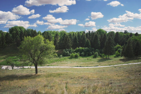 Rural landscape in a small village with tall pine trees and green hiking path. Blurred tilt-shift with soft matte filter effect. Green forest with blue sky. Focus at the center of the image. 