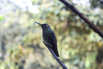 hummingbird resting on a branch