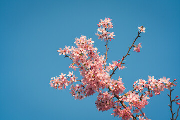 Cherry blossom trees under clear blue sky in spring