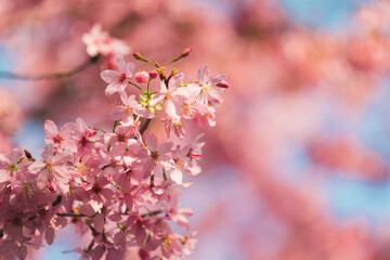 Obraz premium Close-up of the beautiful spring Cherry Blossom, pink blossom flowers, in a Chinese tea garden in Yongfu city, Fujian Province, China