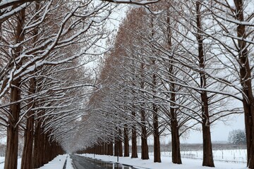 雪景色のメタセコイヤ並木
