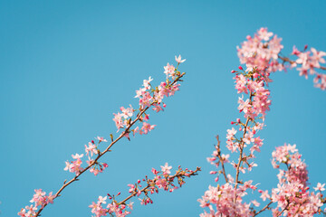 Cherry blossom trees under clear blue sky in spring