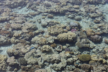 Fototapeta na wymiar Scenic landscape of Egyptian coral coast with transparent clean water. Colorful textured backdrop with coral fishes under water. Wild life of the clear Red Sea.