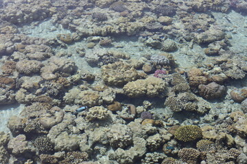 Scenic landscape of Egyptian coral coast with transparent clean water. Colorful textured backdrop with coral fishes  under water. Wild life of the clear Red Sea.