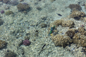 Scenic landscape of Egyptian coral coast with transparent clean water. Colorful textured backdrop with coral fishes  under water. Wild life of the clear Red Sea.