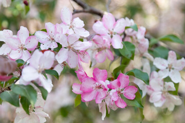 Apple trees in bloom. Blooming apple tree branch. Apple orchard in spring.