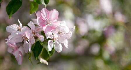 Apple trees in bloom. Blooming apple tree branch. Apple orchard in spring.