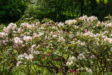 Flowering rhododendron bush in the park