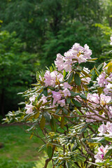 Flowering rhododendron bush in the park