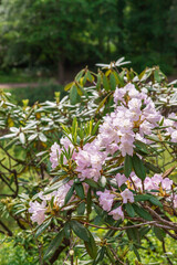 Flowering rhododendron bush in the park