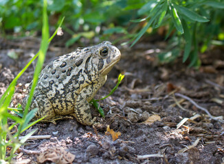 Toad