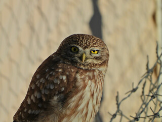 Little owl