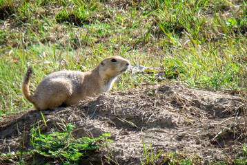 Prairie Dog