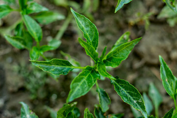 The green leaves of the chili plant in home garden