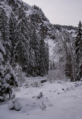 Bach und Wald im Winter