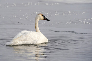 Trumpeter Swan - Wyoming