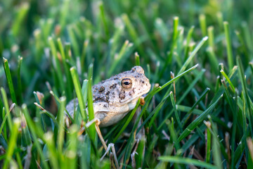 Toad