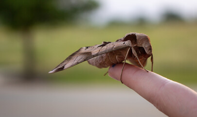 Moth