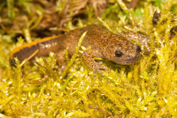 Close up of the Japanese Tsushima salamander , Hynobius tsuensis