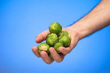 Naklejka na ściany i meble Fresh raw brussels sprouts held in hand by Caucasian male hand isolated on blue background