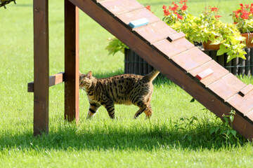 Kotek w ogrodzie na zielonej trawie - obrazy, fototapety, plakaty