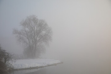 trees in fog